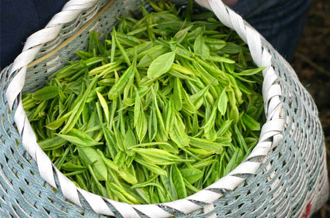 茶葉農殘檢測